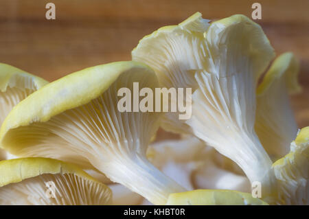 Frische gelb Austernpilze auf einem Bambus Schneidebrett, close-up Stockfoto