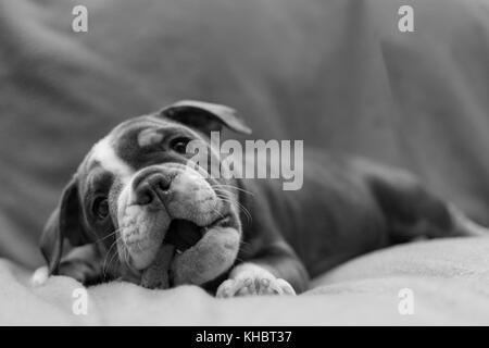 Cute Englisch Bulldogge Welpen Stockfoto