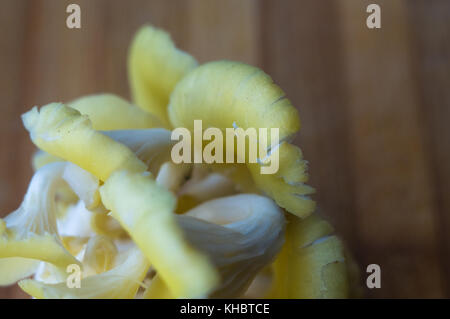 Frische gelb Austernpilze auf einem Bambus Schneidebrett, close-up Stockfoto