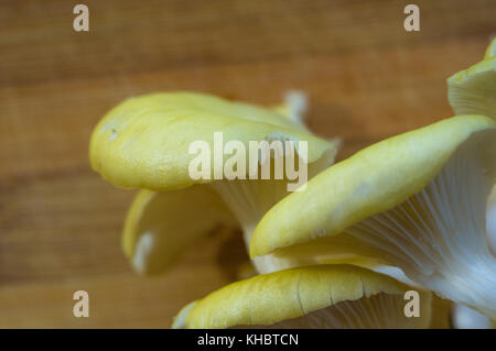 Frische gelb Austernpilze auf einem Bambus Schneidebrett, close-up Stockfoto