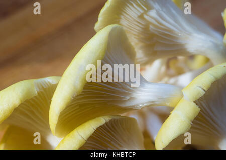 Frische gelb Austernpilze auf einem Bambus Schneidebrett, close-up Stockfoto