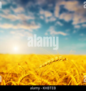 golden harvest on sunset. soft focus on bottom of picture Stockfoto