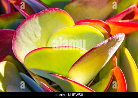 Paddel saftigen, Flap jack, Kalanchoe Stockfoto