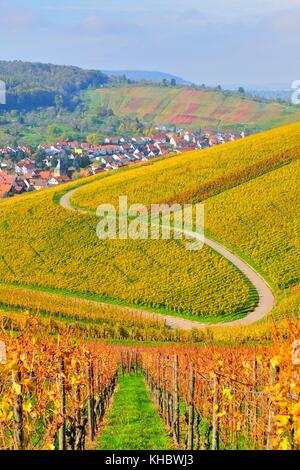 Kurvige Straße durch Weinberge im Herbst, in der Nähe von Weinstadt-Srümpfelbach, Baden-Württemberg, Deutschland Stockfoto