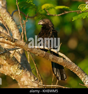 Smooth-billed Anis (crotophaga ani), Pantanal, Brasilien Stockfoto