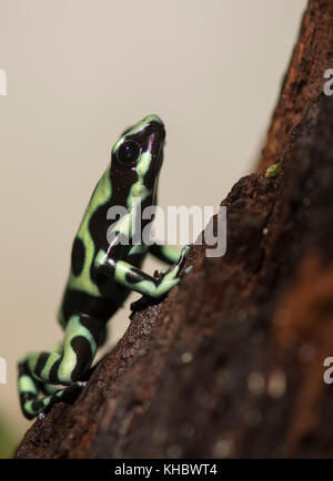 Grüne und schwarze Poison dart Frog (Dendrobates auratus), Captive Stockfoto