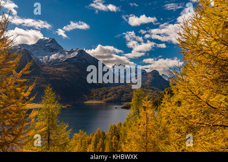 Herbstlich verfärbte Lärchen (Larix) mit Silser See vor schneebedecktem Engadiner Berggipfel, Sils, Oberengadin Stockfoto