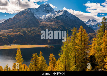 Herbstlich verfärbte Lärchen (Larix) mit Silser See vor schneebedecktem Engadiner Berggipfel, Sils, Oberengadin Stockfoto