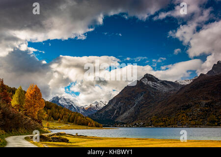 Herbstlich verfärbte Lärchen (Larix) mit Silser See vor schneebedecktem Engadiner Berggipfel, Sils, Oberengadin Stockfoto