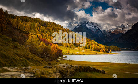 Herbstlich verfärbte Lärchen (Larix) mit Silser See vor schneebedecktem Engadiner Berggipfel, Sils, Oberengadin Stockfoto