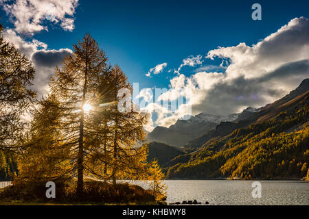 Herbstlich verfärbte Lärchen (Larix) mit Silser See vor schneebedecktem Engadiner Berggipfel, Sils, Oberengadin Stockfoto