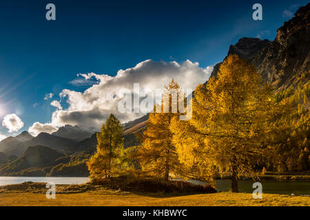 Herbstlich verfärbte Lärchen (Larix) mit Silser See, Sils, Oberengadin, Schweiz Stockfoto