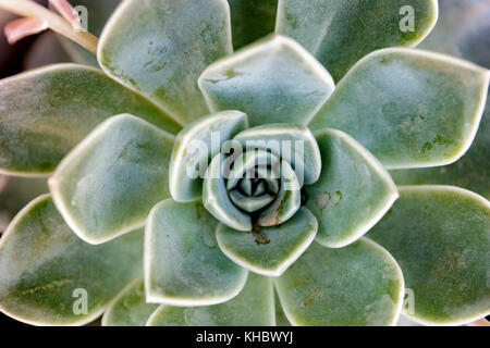 Isolierte Desert Rose succcullent Stockfoto