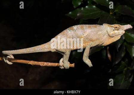 Madagaskar zwei Hörnern Chamäleon (Furcifer Bifidus), Männlich, Andasibe Nationalpark, Alaotra Mangoro, Madagaskar Stockfoto