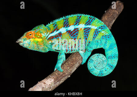 Panther chameleon (Furcifer pardalis) männlich, ambanja, Nordwesten Madagaskar, Madagaskar Stockfoto