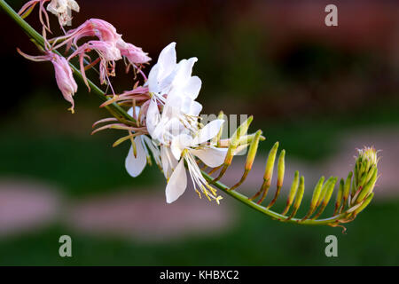 Biene Blume - Butterfly Bush Stockfoto