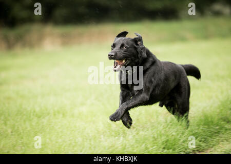 Black Dog runing im Gras feild springen und spielen, Spaß haben Stockfoto