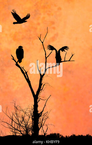 Die Silhouetten der drei Adler vor einer künstlerischen orange Abendhimmel. zwei Adler im Baum, während das dritte schwebt über die anderen thront. Stockfoto