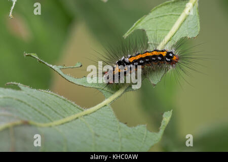 Schwan, Raupe frisst an Salweide, Euproctis similis, Porthesia similis, Sphrageidus similis, Gelbschwanz, Goldschwanz, Goldschwanz Moth, Schwanenmaus, Caterpi Stockfoto