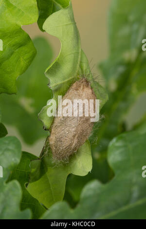 Schwan, Puppe, Puppenkokon, Kokon, Euproctis similis, Porthesia similis, Sphrageidus similis, Gelbstohr, Goldschwanz, GoldschwanzMoth, Schwanenmaus, Puppe, Stockfoto