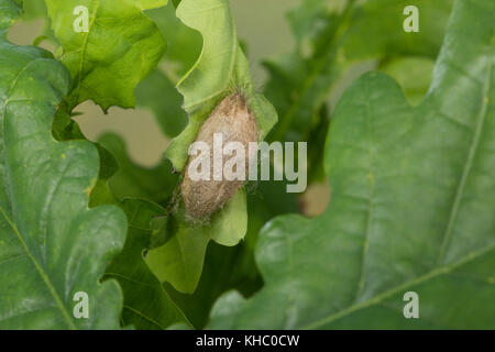 Schwan, Puppe, Puppenkokon, Kokon, Euproctis similis, Porthesia similis, Sphrageidus similis, Gelbstohr, Goldschwanz, GoldschwanzMoth, Schwanenmaus, Puppe, Stockfoto