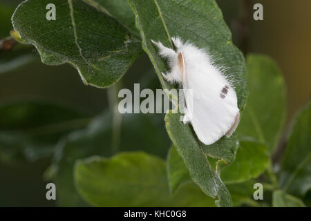 Schwan, Euproctis similis, Porthesia similis, Sphrageidus similis, Gelbschwanz, Goldschwanz, Goldschwanz Moth, Schwanenmaus, le cul doré, le cul-doré, Trägspi Stockfoto