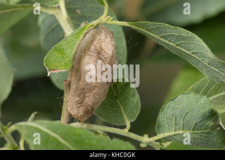 Schwan, Puppe, Puppenkokon, Kokon, Euproctis similis, Porthesia similis, Sphrageidus similis, Gelbstohr, Goldschwanz, GoldschwanzMoth, Schwanenmaus, Puppe, Stockfoto