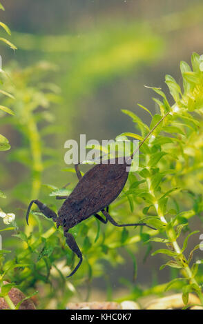 Wasserskorpion, Wasser-Skorpion, Nepa cinerea, Nepa rubra, Wasserskorpion Stockfoto