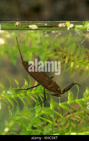 Wasserskorpion, Wasser-Skorpion, Nepa cinerea, Nepa rubra, Wasserskorpion Stockfoto