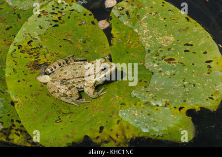 Wasserfrosch (Pelophylax Lessonae), auf Lily Pad Stockfoto