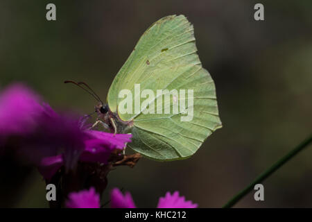 Schwefel (Gonepteryx rhamni) Schmetterling auf Dianthus Stockfoto