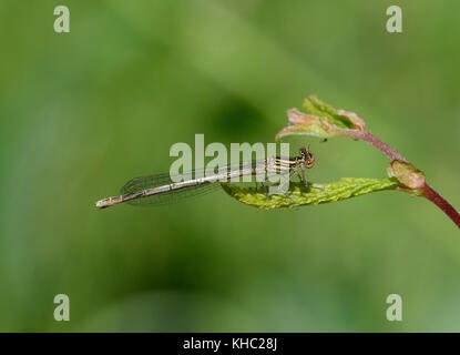 Blau Featherleg Damselfly (White-legged Damselfly (Platycnemis pennipes), unreife Weiblich Stockfoto