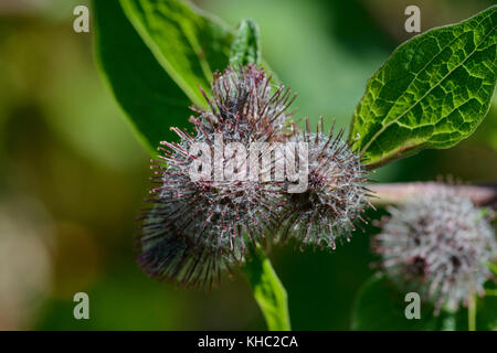 Weniger Klette (Arctium minus), fruchtkörper Kopf Stockfoto