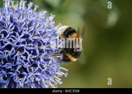 Buff-tailed Hummel (Bombus terrestris), Arbeiter Fütterung auf Blume Kopf Stockfoto
