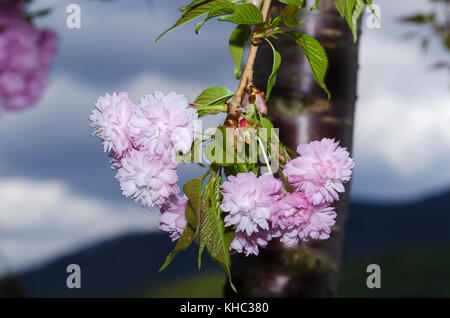 Filiale Frühling Kirschbaum Stockfoto