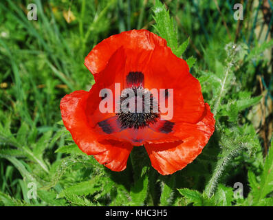 Ein riesiger roter Mohn in natürlichem Sonnenlicht mit verschiedenen Gräser und andere Pflanzen im Hintergrund. in Nord-Ost Italien fotografiert. Stockfoto