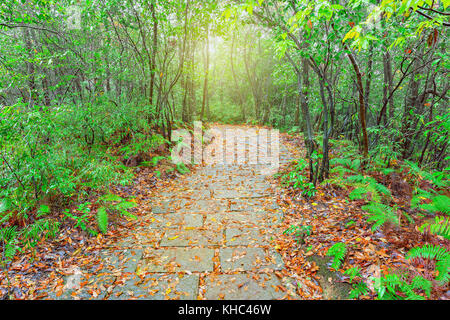 Nassen Stein Pfad in Niagara-on-the-Lake Forest Park bei regnerischen Herbst Tag Zeit. China. Stockfoto