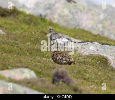 Ptarmigan (Rock, Lagopus muta) auf einem Schottischen Berg in die Cairngorm National Park im Winter, Sommer und Herbst. Stockfoto