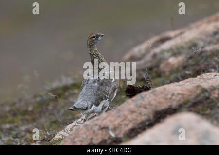 Ptarmigan (Rock, Lagopus muta) auf einem Schottischen Berg in die Cairngorm National Park im Winter, Sommer und Herbst. Stockfoto