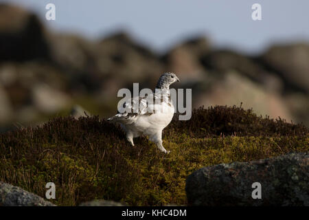 Ptarmigan (Rock, Lagopus muta) auf einem Schottischen Berg in die Cairngorm National Park im Winter, Sommer und Herbst. Stockfoto