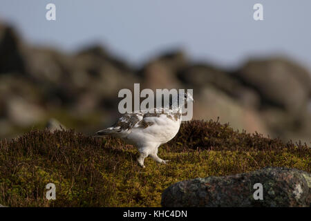 Ptarmigan (Rock, Lagopus muta) auf einem Schottischen Berg in die Cairngorm National Park im Winter, Sommer und Herbst. Stockfoto