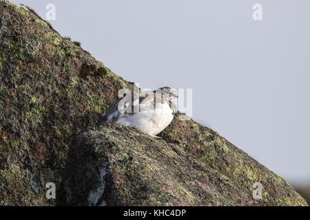 Ptarmigan (Rock, Lagopus muta) auf einem Schottischen Berg in die Cairngorm National Park im Winter, Sommer und Herbst. Stockfoto