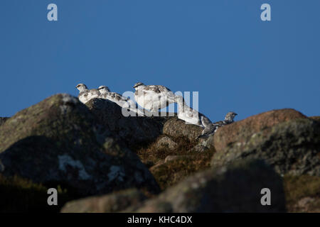 Ptarmigan (Rock, Lagopus muta) auf einem Schottischen Berg in die Cairngorm National Park im Winter, Sommer und Herbst. Stockfoto