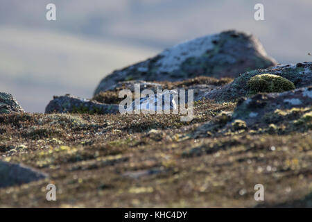 Ptarmigan (Rock, Lagopus muta) auf einem Schottischen Berg in die Cairngorm National Park im Winter, Sommer und Herbst. Stockfoto