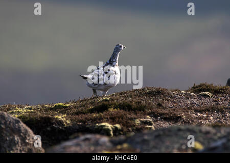 Ptarmigan (Rock, Lagopus muta) auf einem Schottischen Berg in die Cairngorm National Park im Winter, Sommer und Herbst. Stockfoto