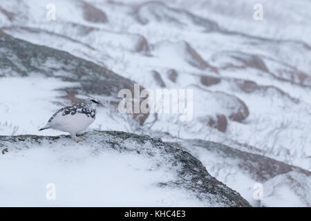 Ptarmigan (Rock, Lagopus muta) auf einem Schottischen Berg in die Cairngorm National Park im Winter, Sommer und Herbst. Stockfoto