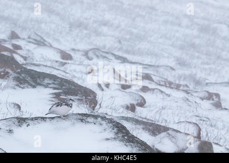 Ptarmigan (Rock, Lagopus muta) auf einem Schottischen Berg in die Cairngorm National Park im Winter, Sommer und Herbst. Stockfoto