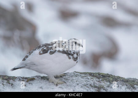 Ptarmigan (Rock, Lagopus muta) auf einem Schottischen Berg in die Cairngorm National Park im Winter, Sommer und Herbst. Stockfoto