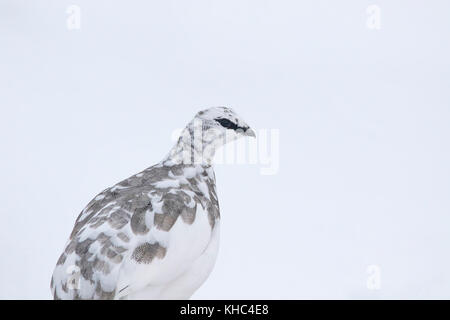 Ptarmigan (Rock, Lagopus muta) auf einem Schottischen Berg in die Cairngorm National Park im Winter, Sommer und Herbst. Stockfoto