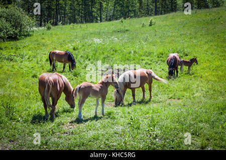 Fohlen und Pferde auf der grünen Weide Stockfoto